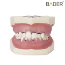TIPODONTO DE PERIODONCIA CON ARTICULADOR