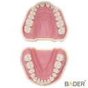 TIPODONTO CLÓNICO FRASACO ANA-4 COMPATIBLE + DESTORNILLADOR