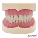 TIPODONTO CLÓNICO FRASACO ANA-4 COMPATIBLE + DESTORNILLADOR