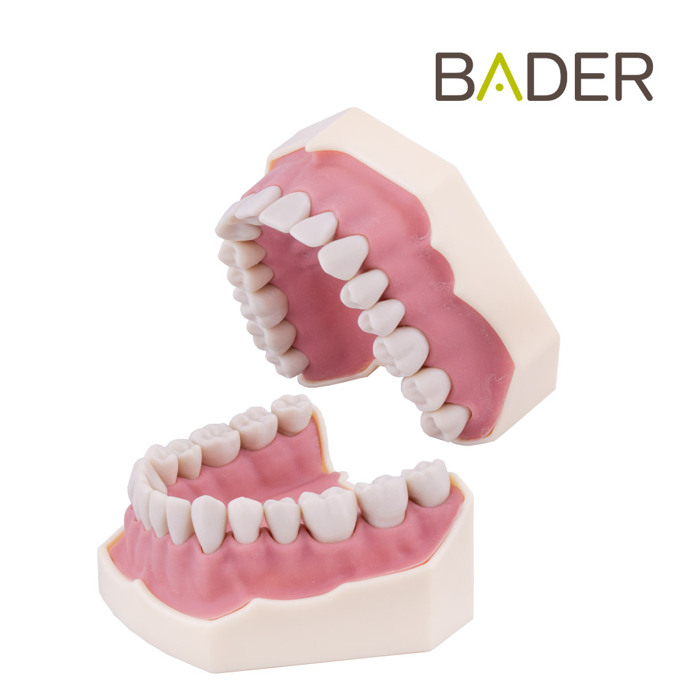 TIPODONTO CLÓNICO AG-3 ADULTO + DESTORNILLADOR