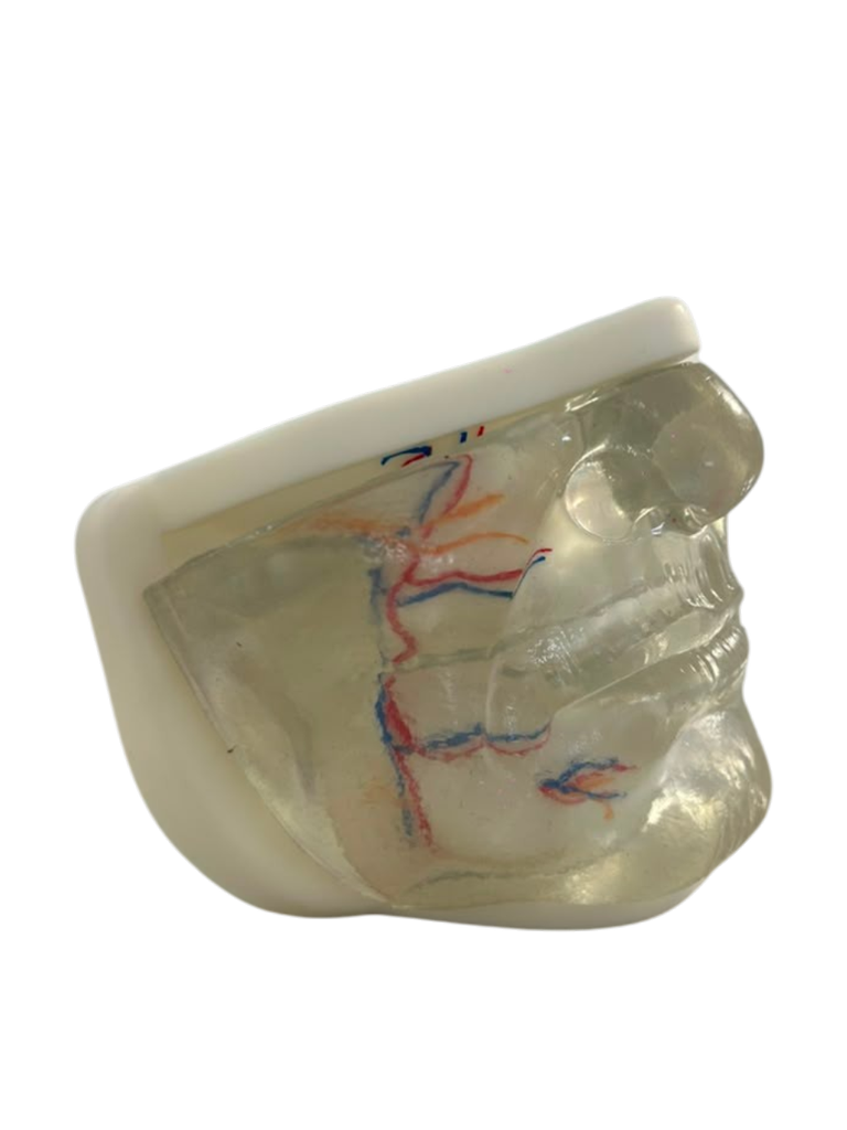 MODELO FACIAL PARCIAL INFERIOR DE SILICONA TRANSPARENTE PARA PRÁCTICAS DE INYECCIÓN