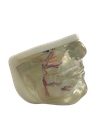 MODELO FACIAL PARCIAL INFERIOR DE SILICONA TRANSPARENTE PARA PRÁCTICAS DE INYECCIÓN