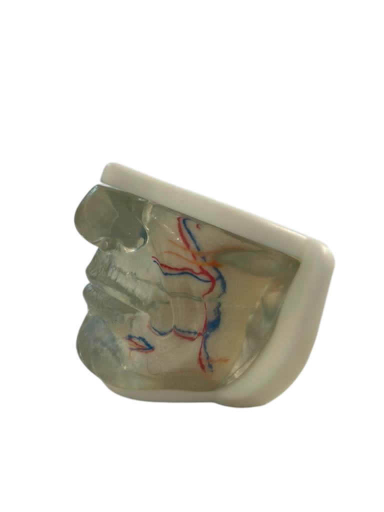MODELO FACIAL PARCIAL INFERIOR DE SILICONA TRANSPARENTE PARA PRÁCTICAS DE INYECCIÓN