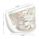 MODELO FACIAL PARCIAL INFERIOR DE SILICONA TRANSPARENTE PARA PRÁCTICAS DE INYECCIÓN