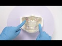 MODELO FACIAL PARCIAL INFERIOR DE SILICONA TRANSPARENTE PARA PRÁCTICAS DE INYECCIÓN