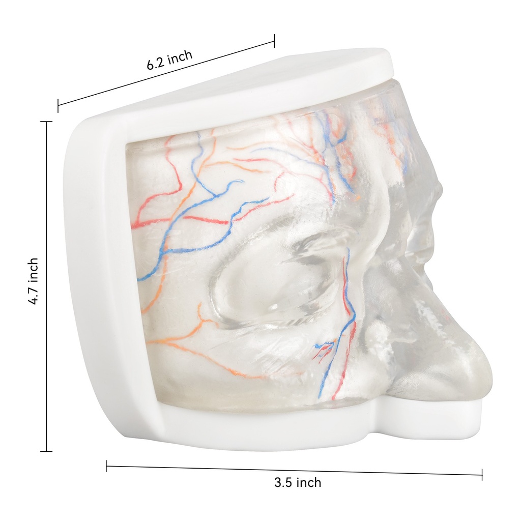 MODELO FACIAL PARCIAL SUPERIOR DE SILICONA TRANSPARENTE PARA PRÁCTICAS DE INYECCIÓN