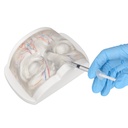 MODELO FACIAL PARCIAL SUPERIOR DE SILICONA TRANSPARENTE PARA PRÁCTICAS DE INYECCIÓN