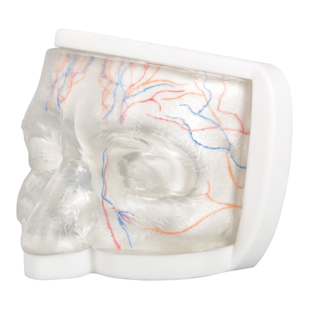 MODELO FACIAL PARCIAL SUPERIOR DE SILICONA TRANSPARENTE PARA PRÁCTICAS DE INYECCIÓN