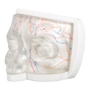 MODELO FACIAL PARCIAL SUPERIOR DE SILICONA TRANSPARENTE PARA PRÁCTICAS DE INYECCIÓN