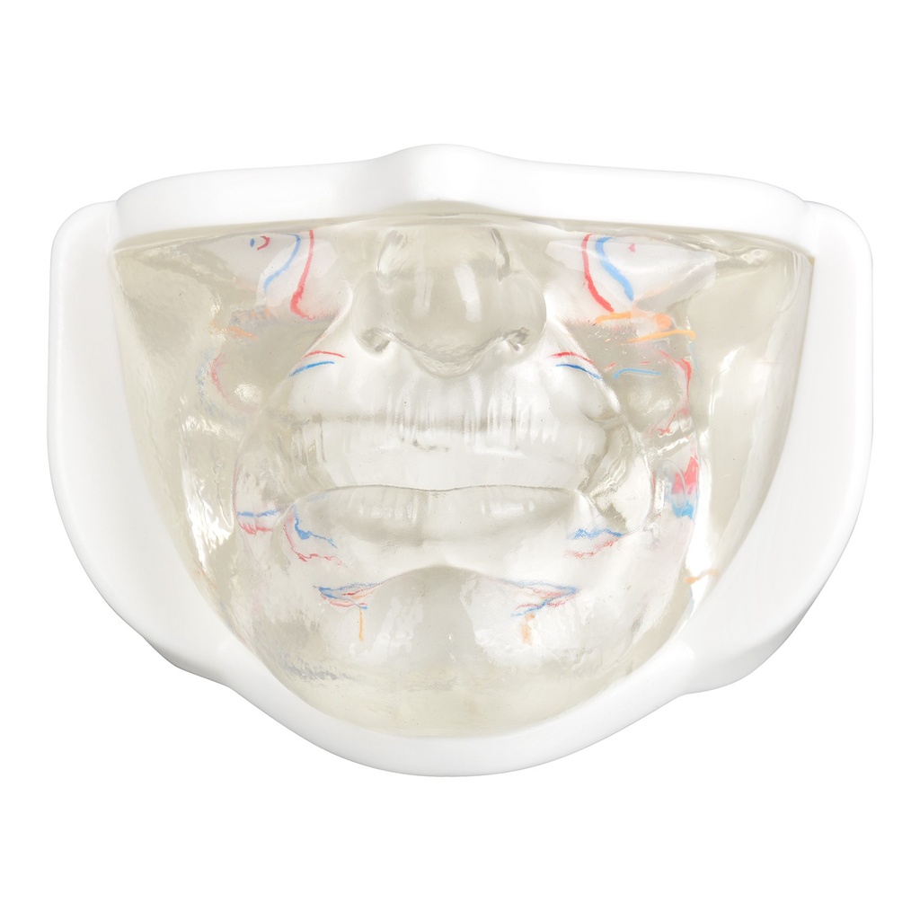MODELO FACIAL PARCIAL INFERIOR DE SILICONA TRANSPARENTE PARA PRÁCTICAS DE INYECCIÓN