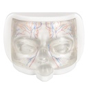 MODELO FACIAL PARCIAL SUPERIOR DE SILICONA TRANSPARENTE PARA PRÁCTICAS DE INYECCIÓN