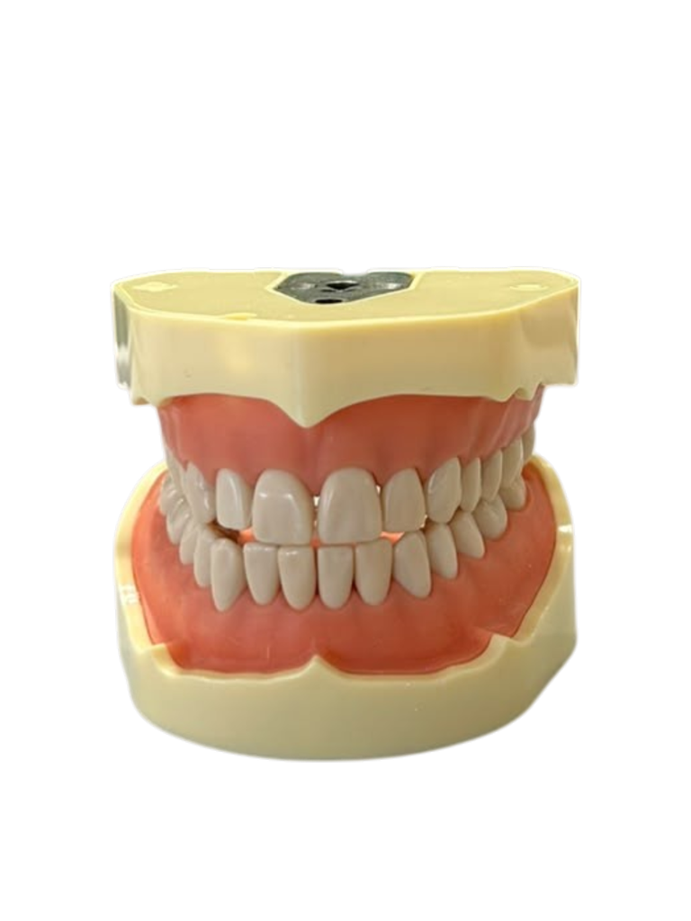 TIPODONTO CLONICO FRASACO AG-3 ADULTO - 28 DIENTES