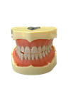 TIPODONTO CLONICO FRASACO AG-3 ADULTO - 28 DIENTES
