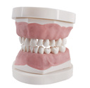 TIPODONTO CLONICO FRASACO PEDIATRICO CON PLACA BASE