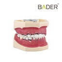 MODELO DE PERIODONCIA COMPLETO SIN ARTICULADOR
