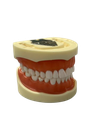 TIPODONTO CLONICO NISSIN ADULTO SIN ARTICULADOR