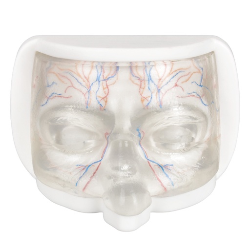 [0905163] MODELO FACIAL PARCIAL SUPERIOR DE SILICONA TRANSPARENTE PARA PRÁCTICAS DE INYECCIÓN
