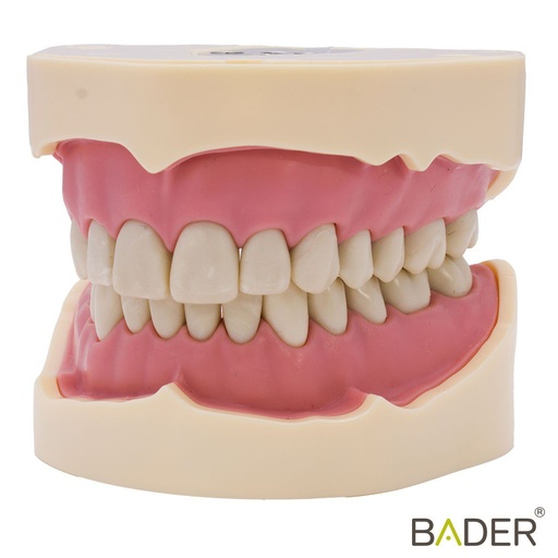 [0905000-5] TIPODONTO CLONICO FRASACO 28 DIENTES - ANA-4